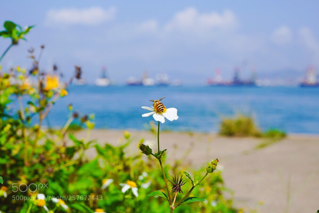 Sony a7 III sample photo. Untitled photography