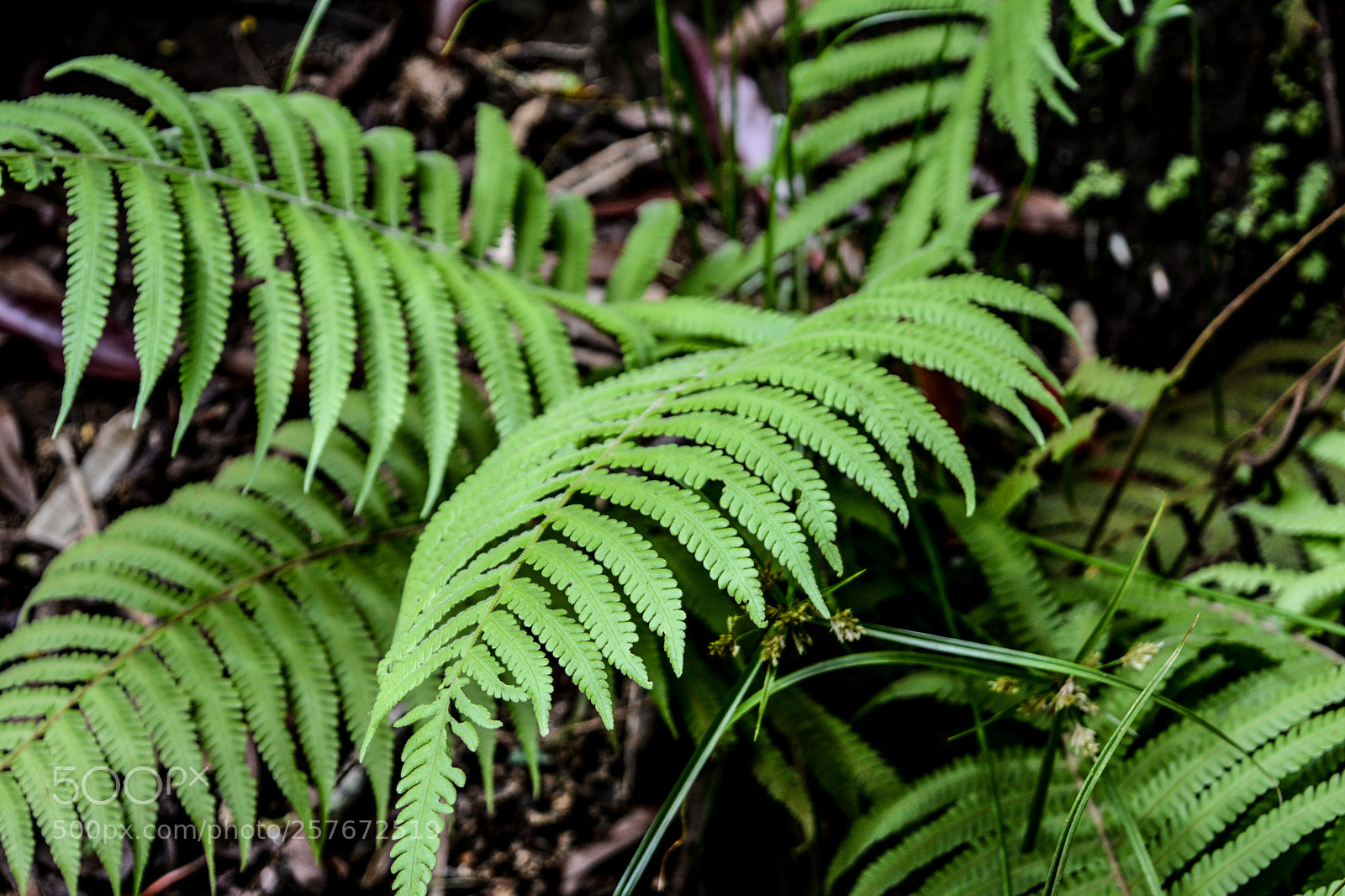 Nikon D5200 sample photo. Hawaii leaf plant photography