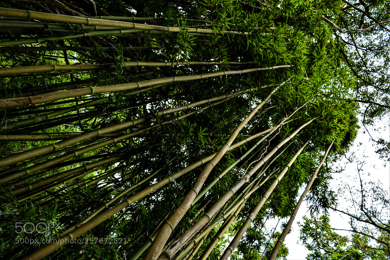 Nikon D5200 sample photo. Hawaii oahu bamboo photography