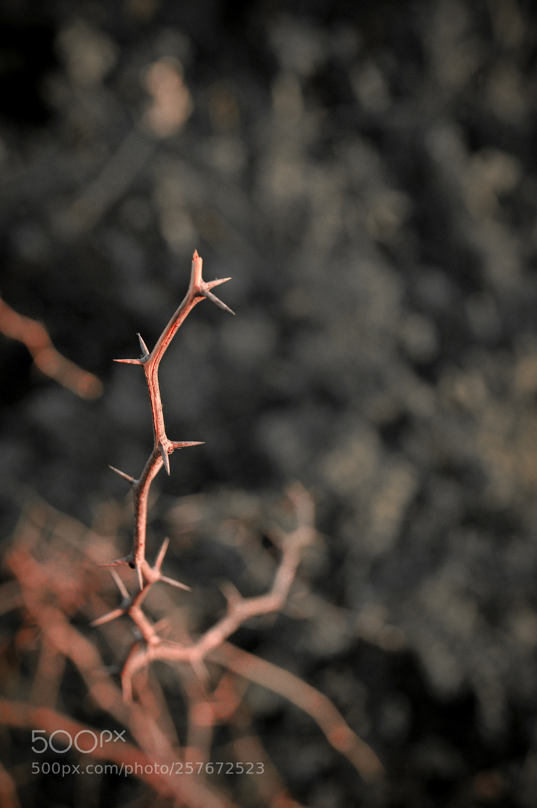 Nikon D300S sample photo. Untitled photography