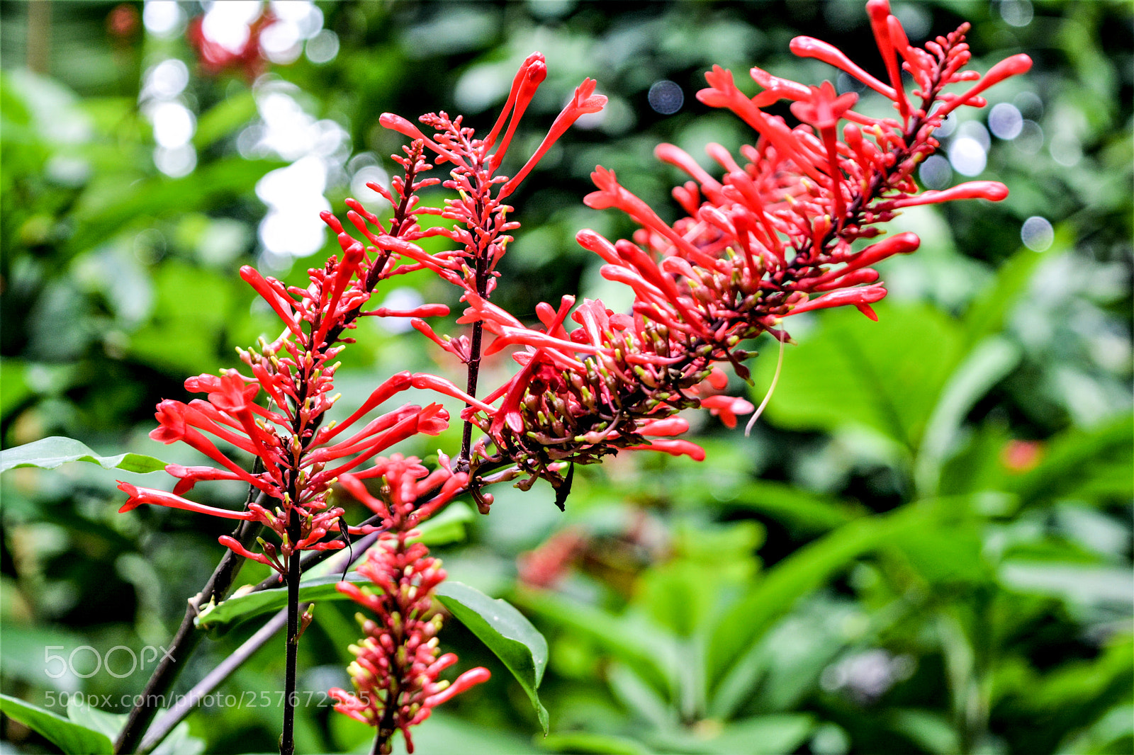 Nikon D5200 sample photo. Hawaii oahu flower photography