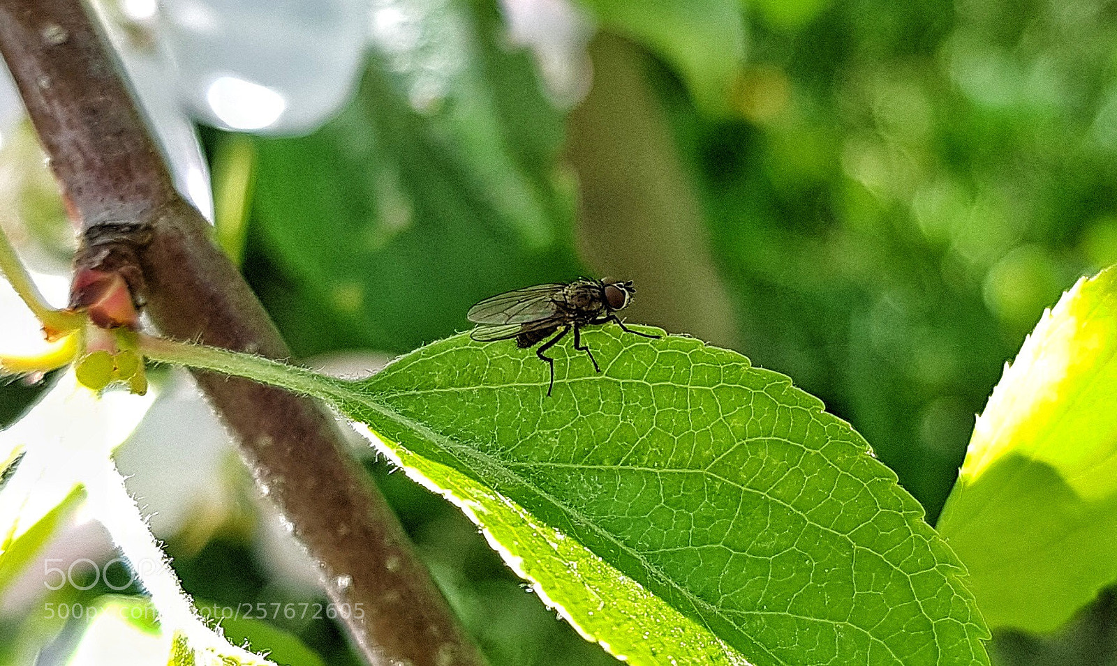 Samsung Galaxy S7 sample photo. Fly photography