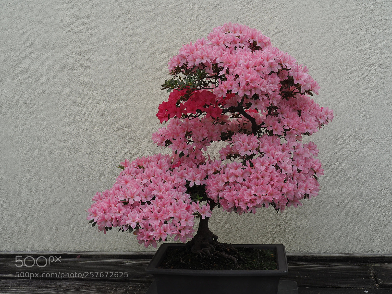 Olympus OM-D E-M5 II sample photo. Bonsai azalea photography