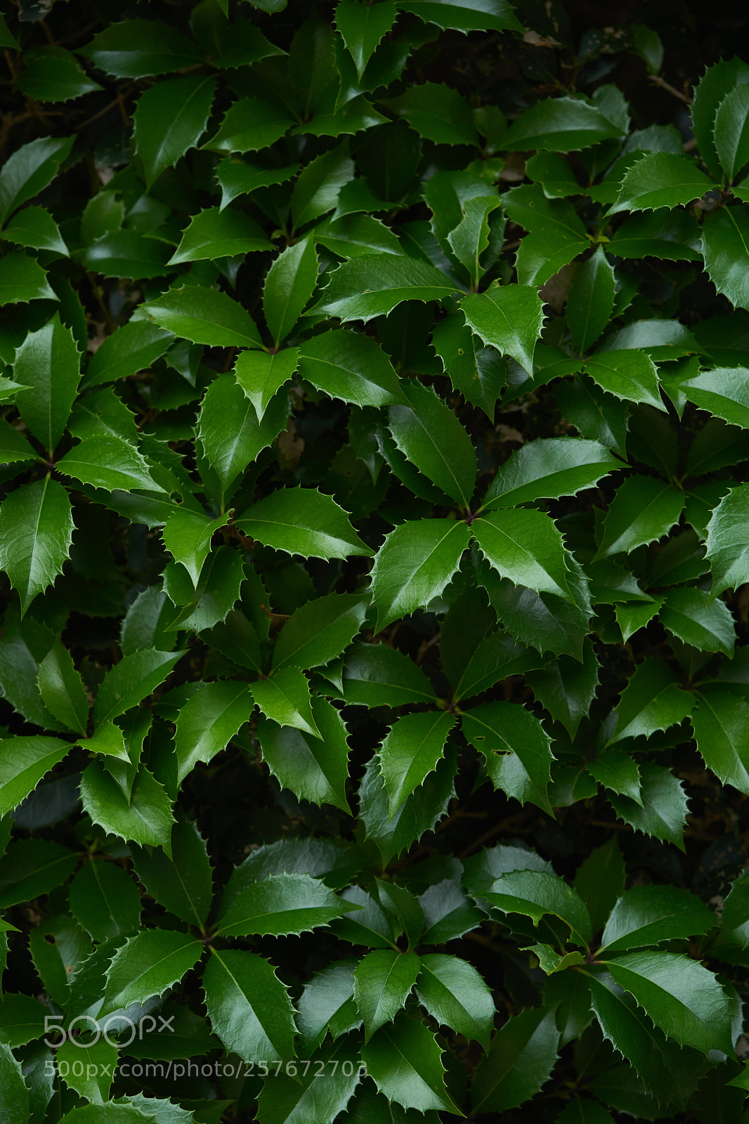 Sony a7 sample photo. Leaves 984 photography