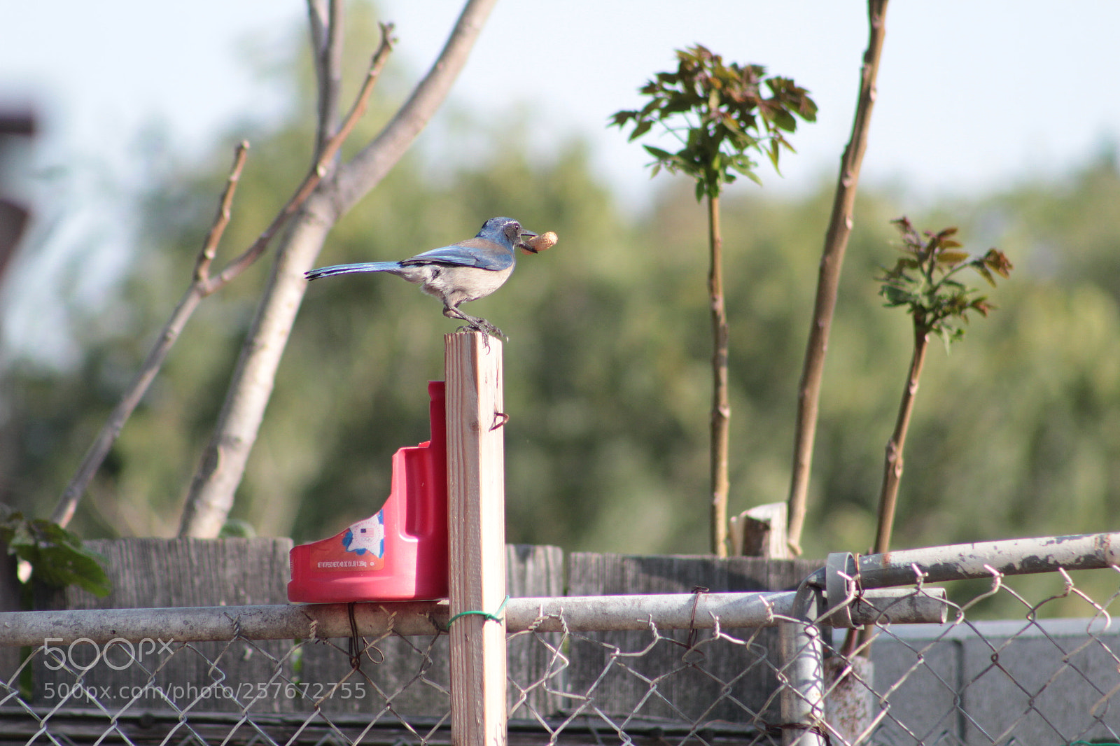 Canon EF 75-300mm f/4-5.6 sample photo. Scrub jay photography