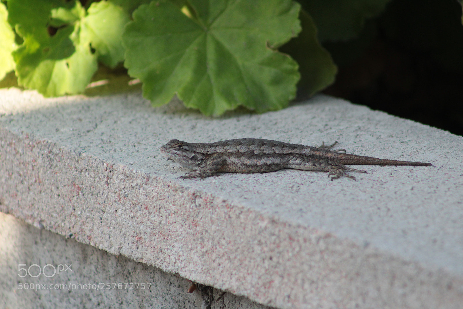 Canon EF 75-300mm f/4-5.6 sample photo. A lizard on the photography