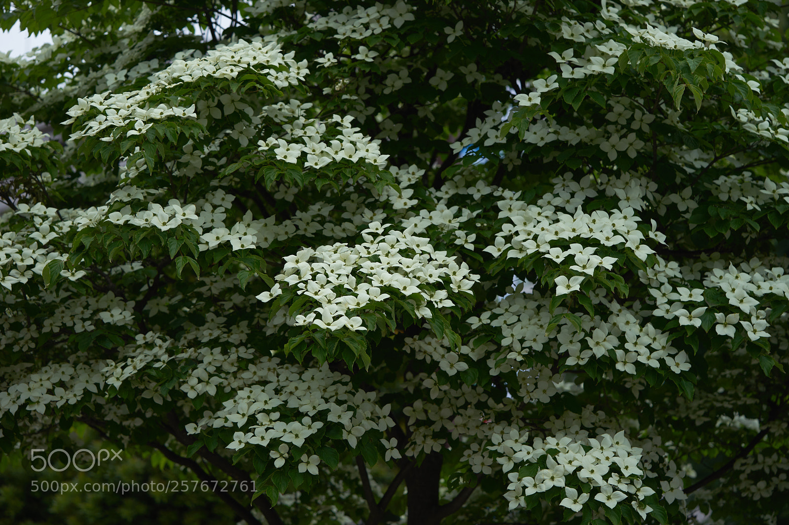Sony a7 sample photo. Flowers 6588 photography