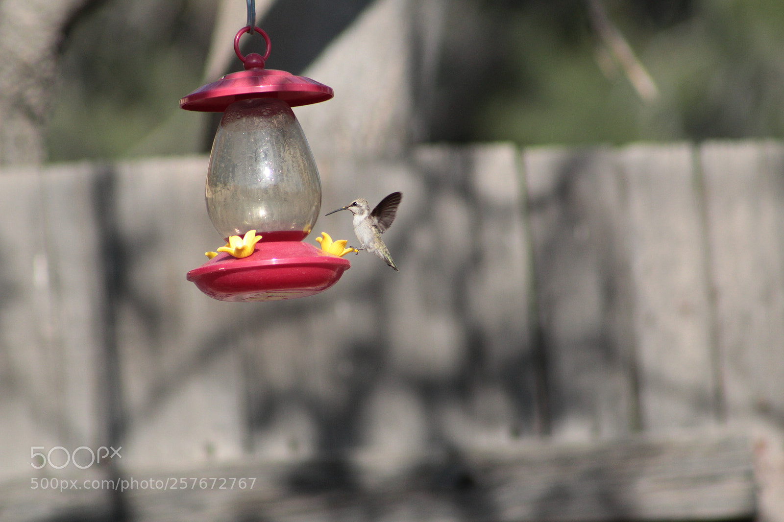 Canon EF 75-300mm f/4-5.6 sample photo. Hummingbird photography