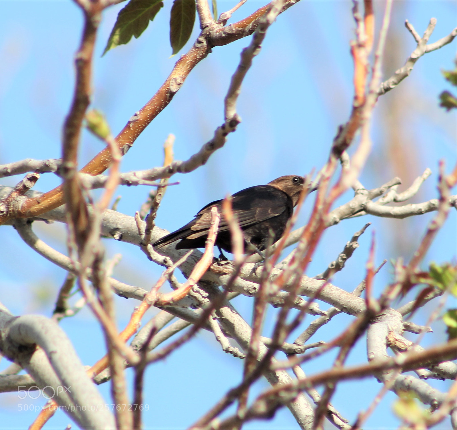 Canon EOS 1300D (EOS Rebel T6 / EOS Kiss X80) sample photo. Cowbird photography