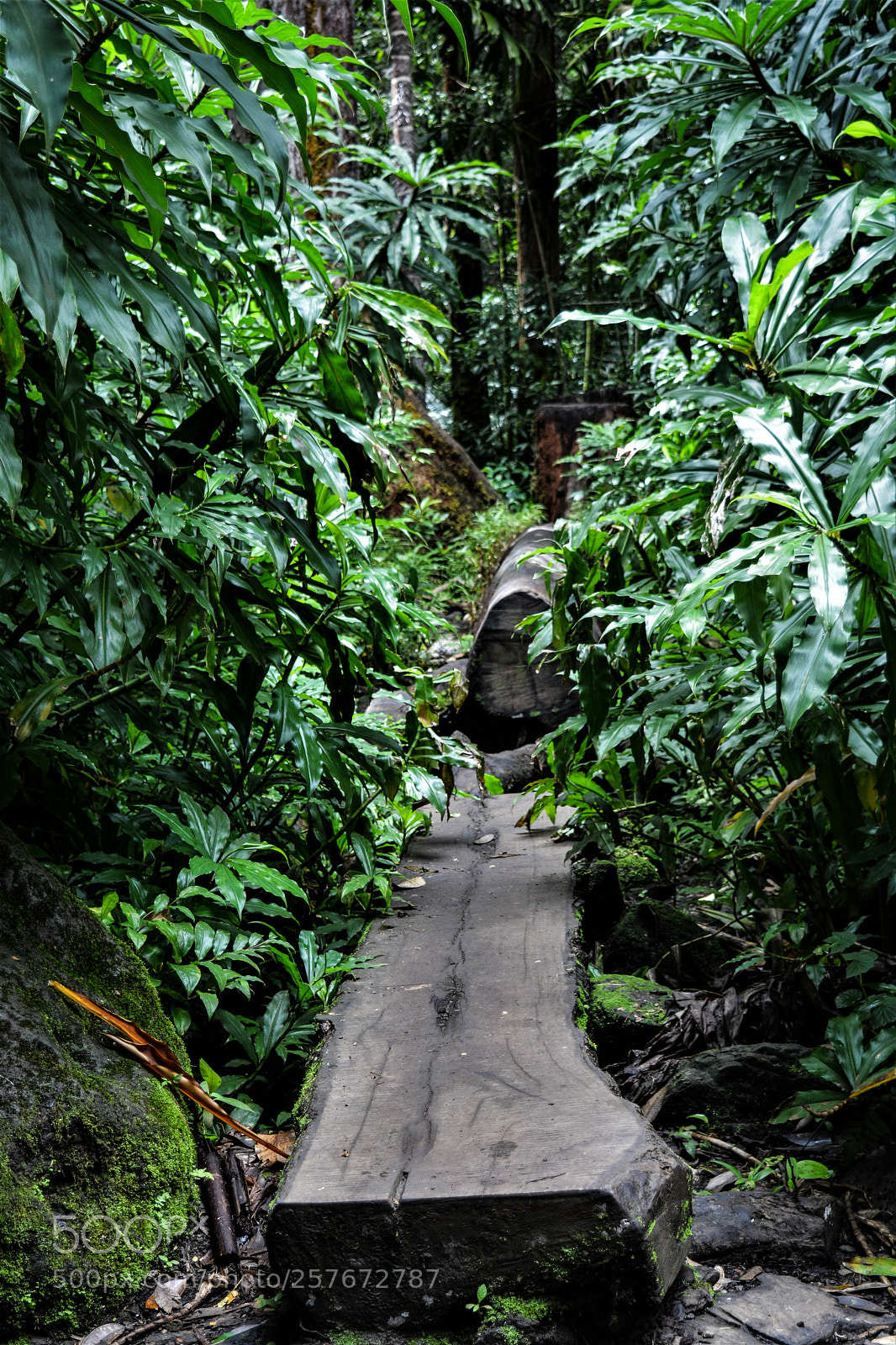 Nikon D5200 sample photo. Hawaii oahu forest photography