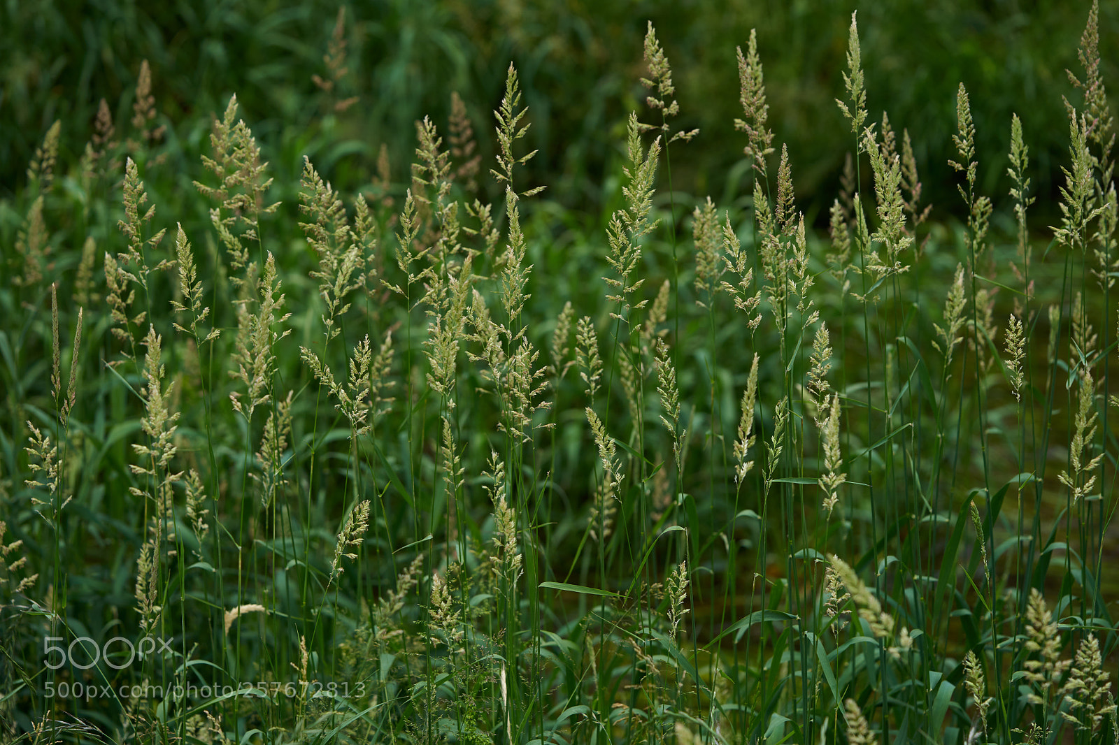 Sony a7 sample photo. Flowers 6589 photography