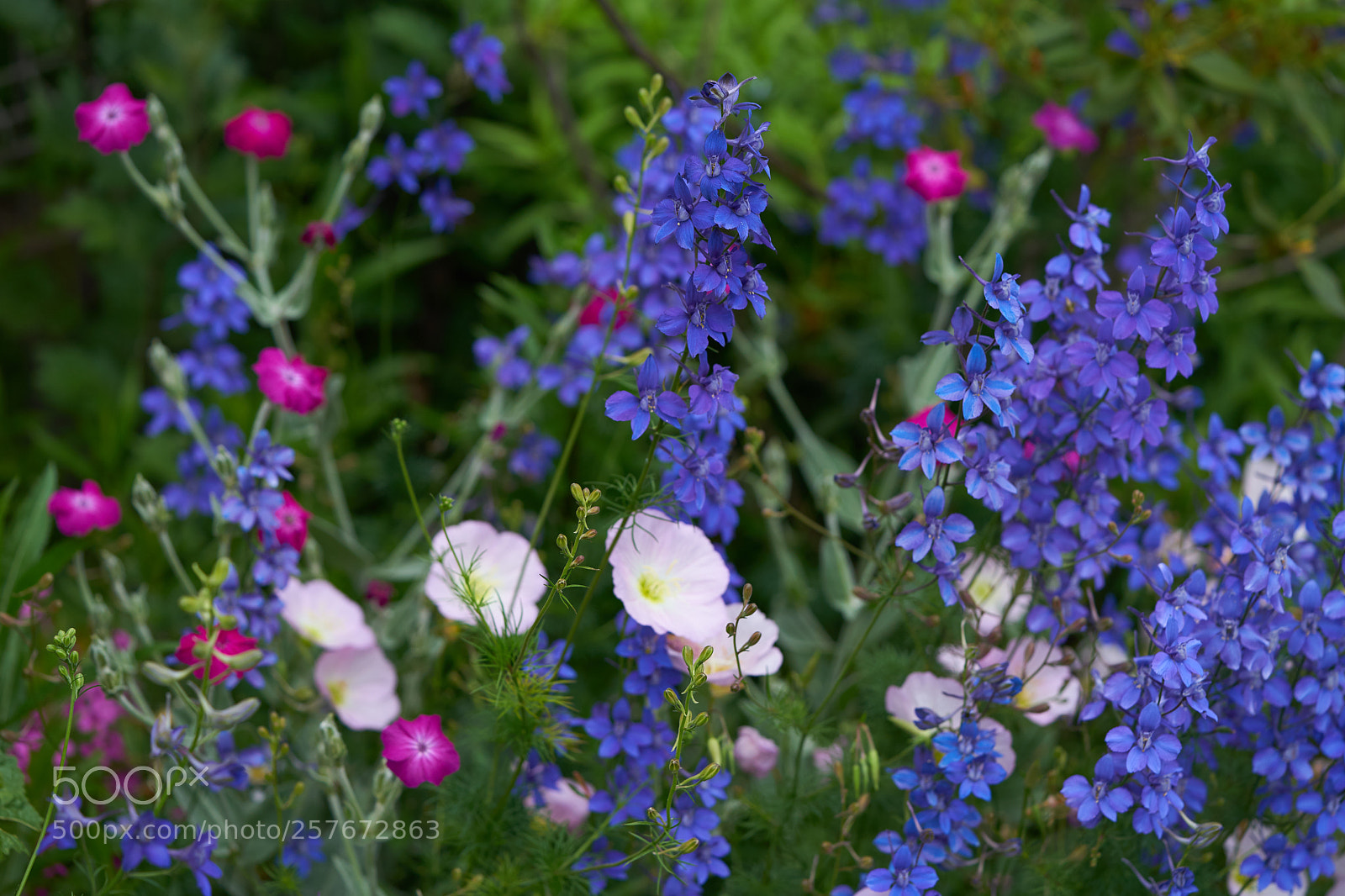 Sony a7 sample photo. Flowers 6590 photography