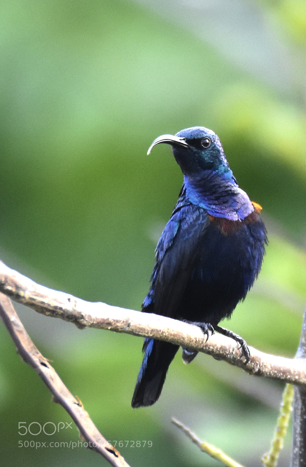 Nikon D7200 sample photo. Loten's sunbird photography