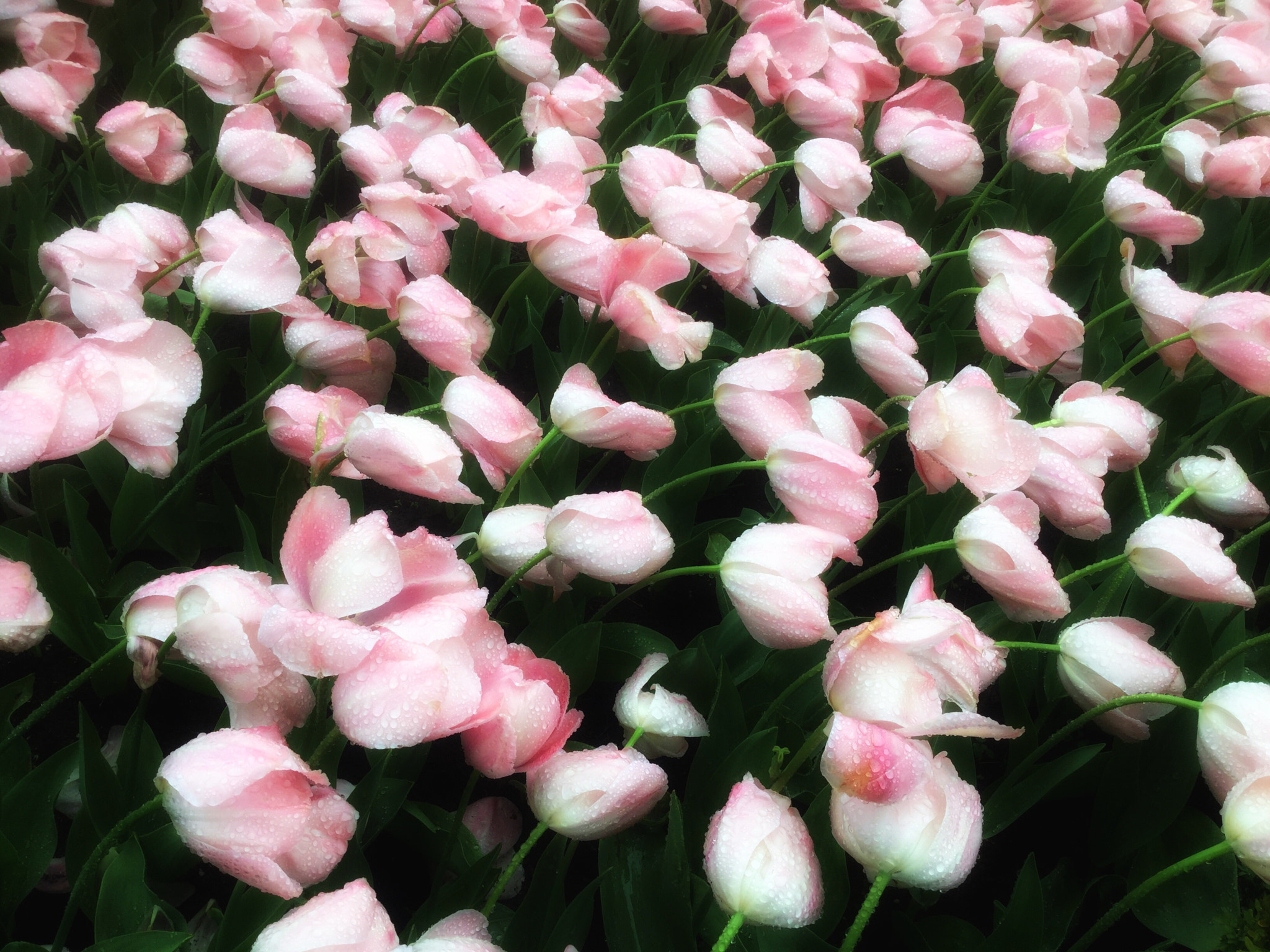 Apple iPad Air 2 sample photo