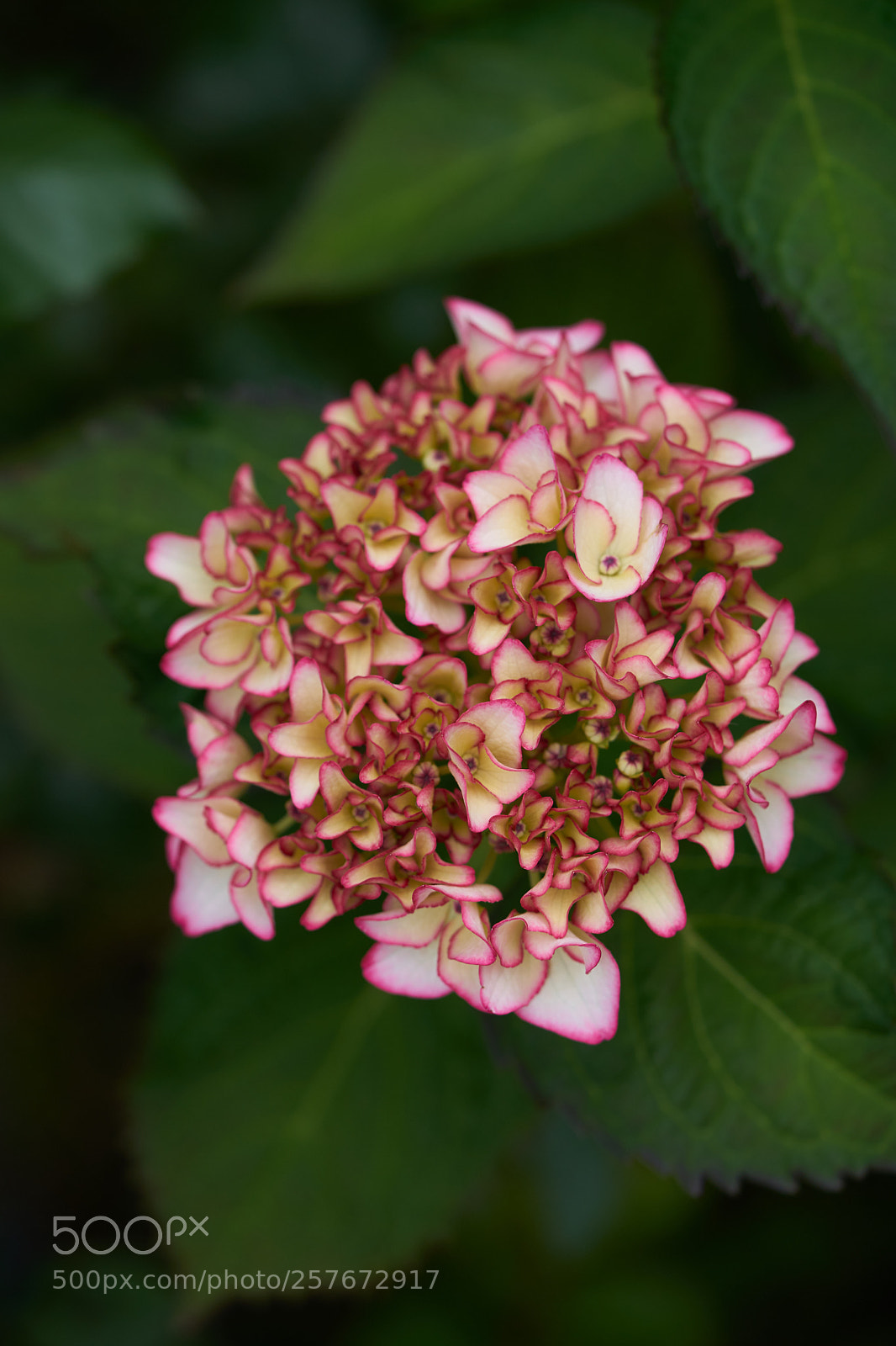 Sony a7 sample photo. Flowers 6591 photography