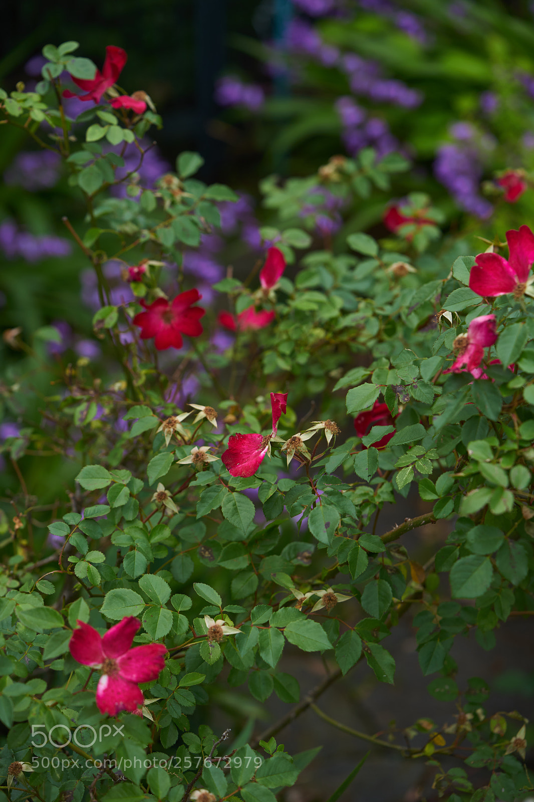 Sony a7 sample photo. Flowers 6592 photography