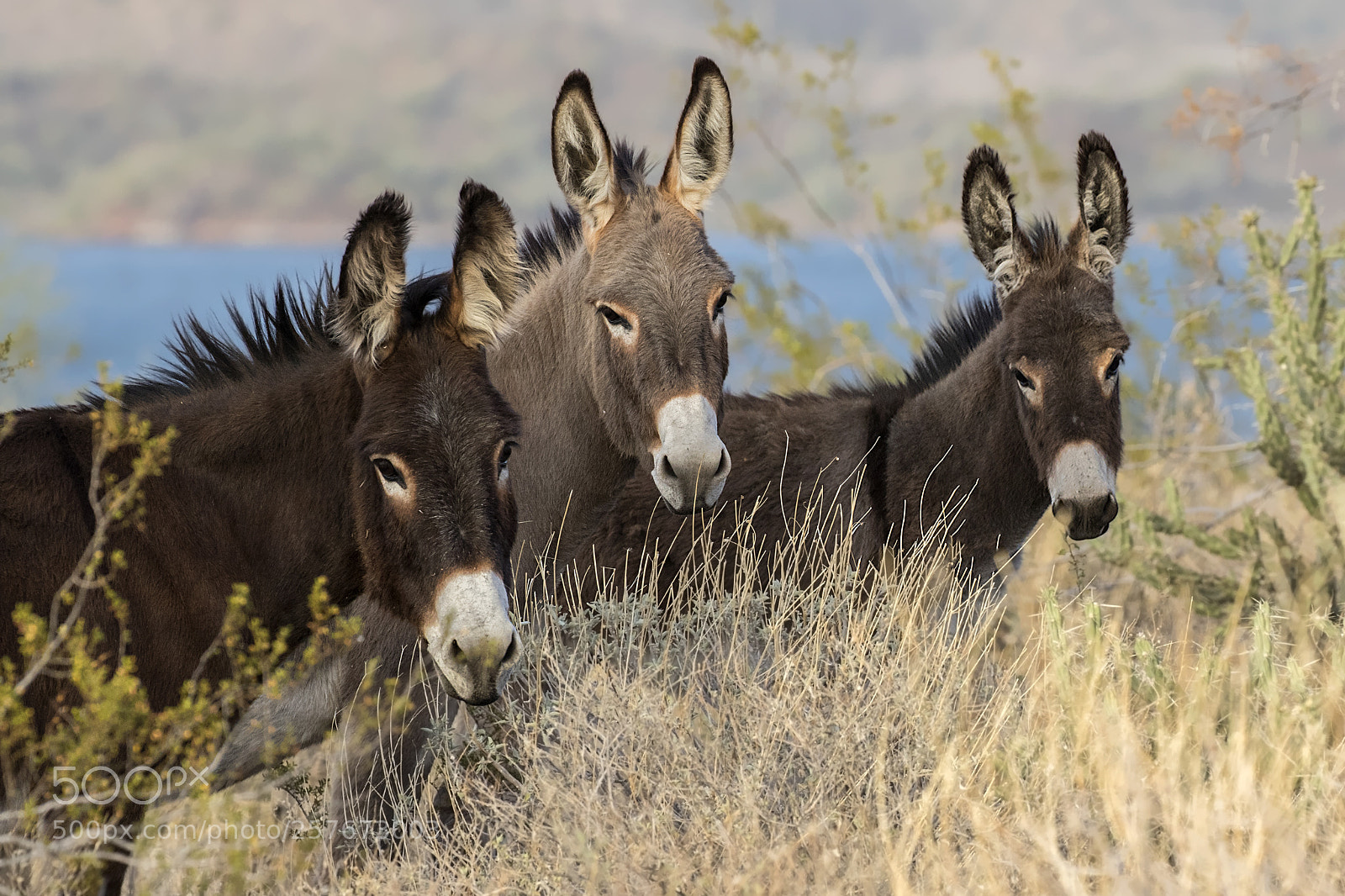 Canon EOS 7D Mark II sample photo. Tres amigos - wild photography