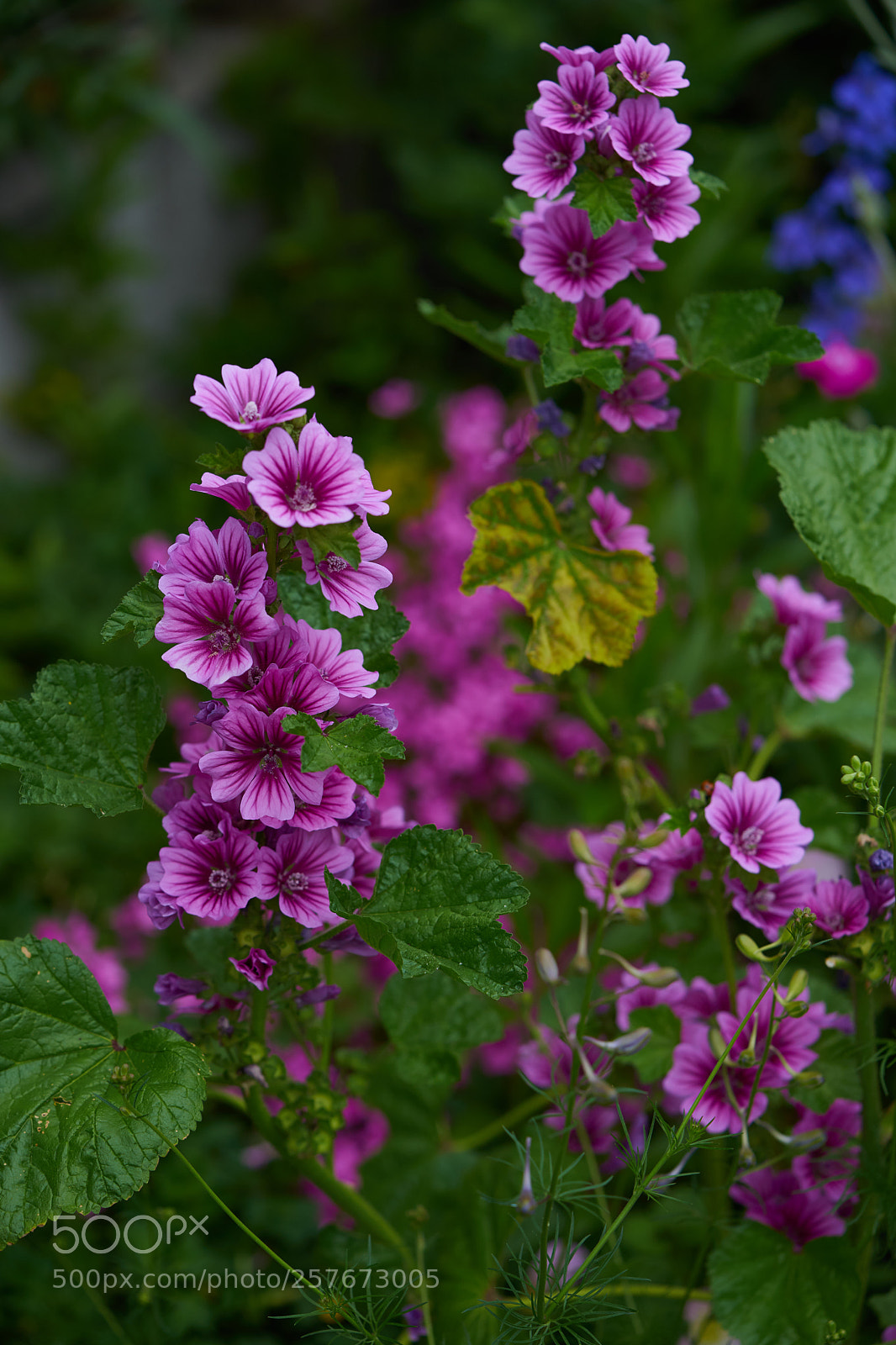 Sony a7 sample photo. Flowers 6593 photography