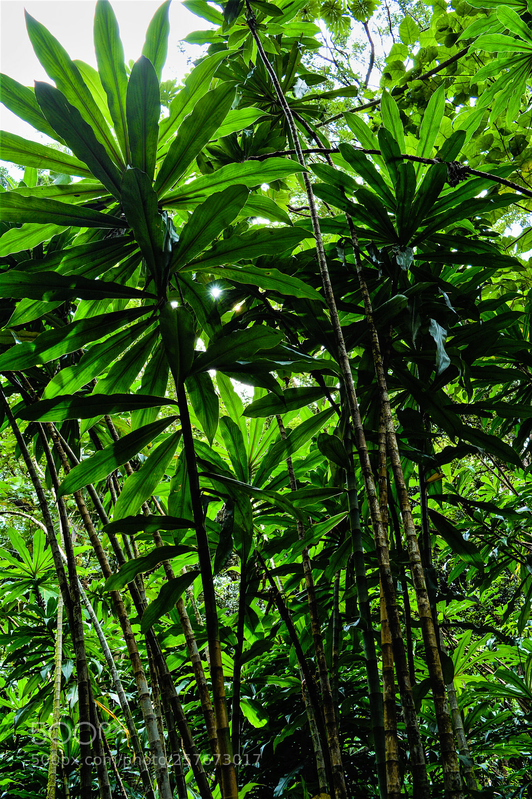 Nikon D5200 sample photo. Hawaii oahu leaves photography