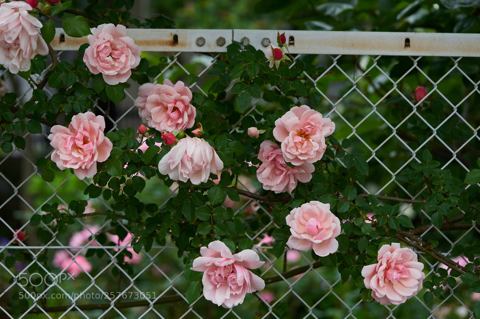 Sony a7 sample photo. Flowers 6594 photography