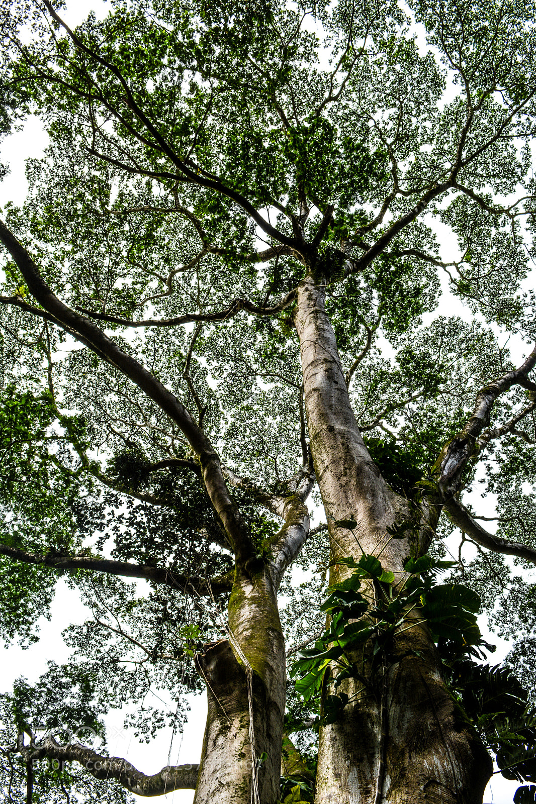 Nikon D5200 sample photo. Hawaii oahu tree photography