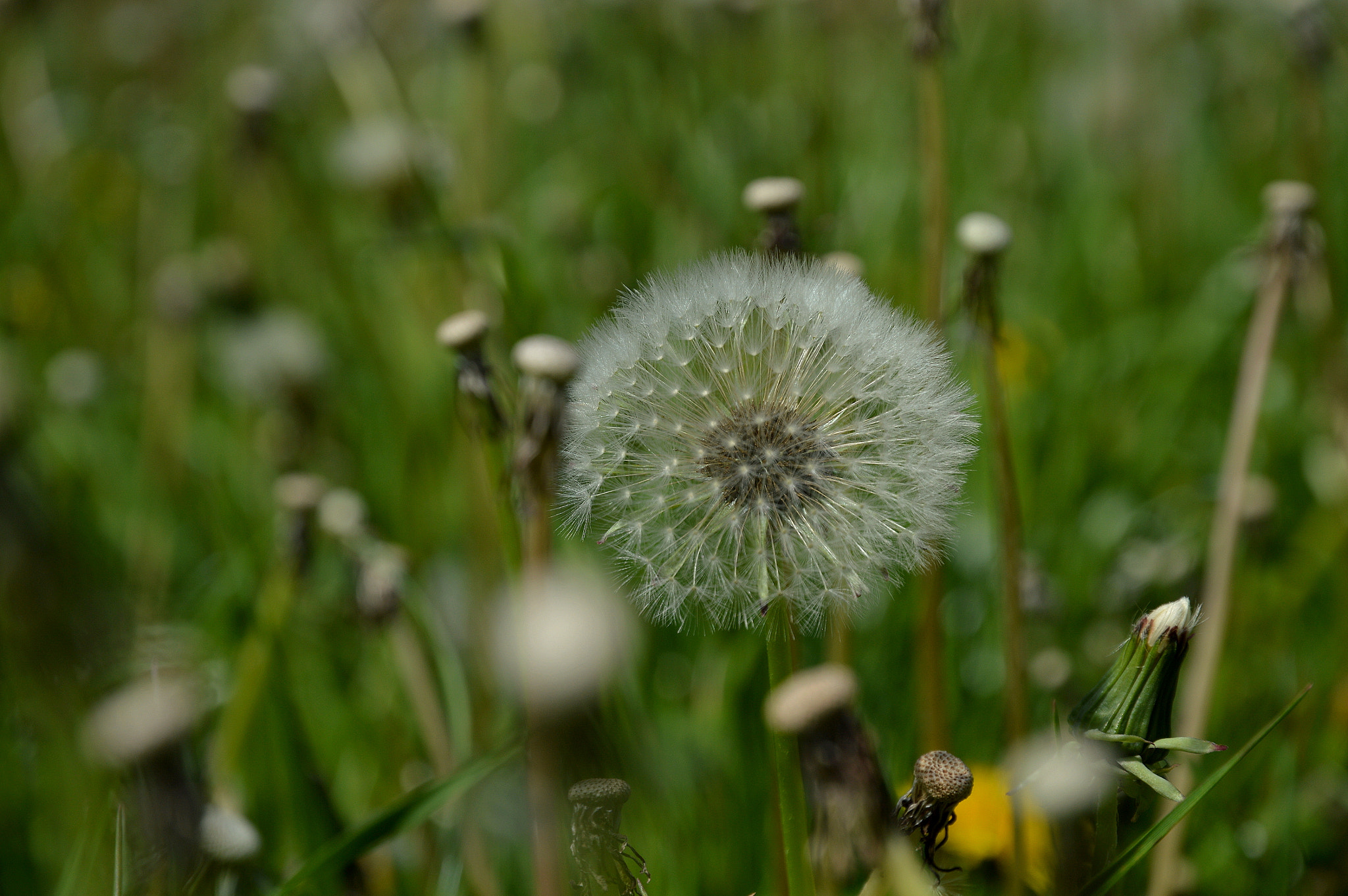 Nikon D3200 sample photo. Одуванчик в горах)) photography