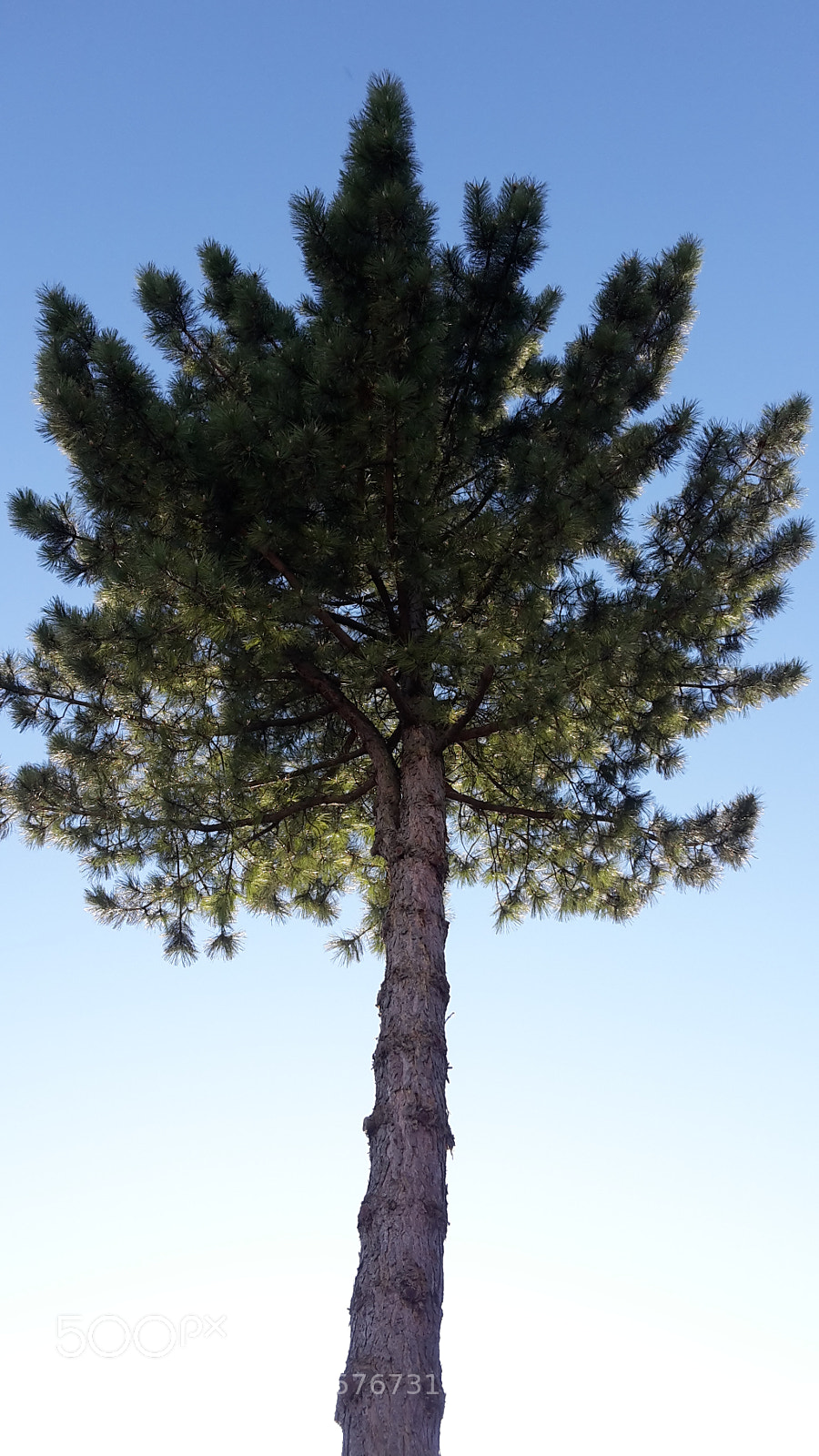 Samsung Galaxy S5 Mini sample photo. Single tree photography
