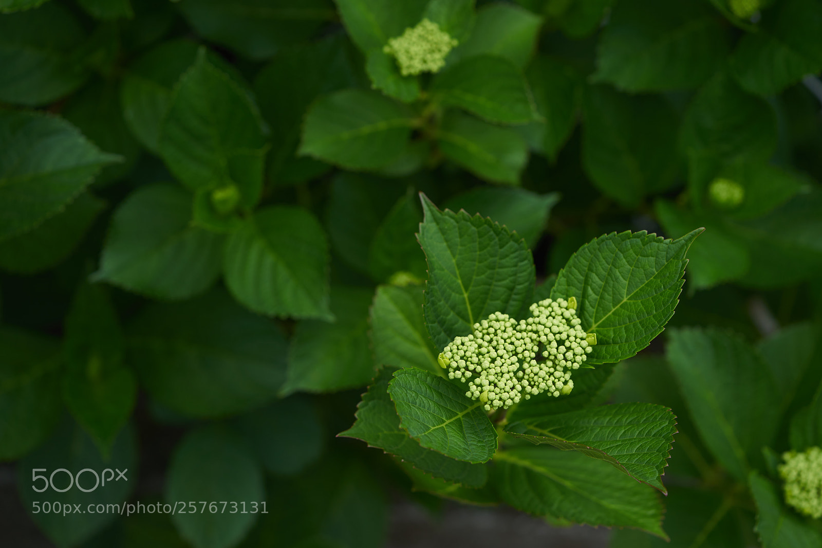 Sony a7 sample photo. Flowers 6595 photography