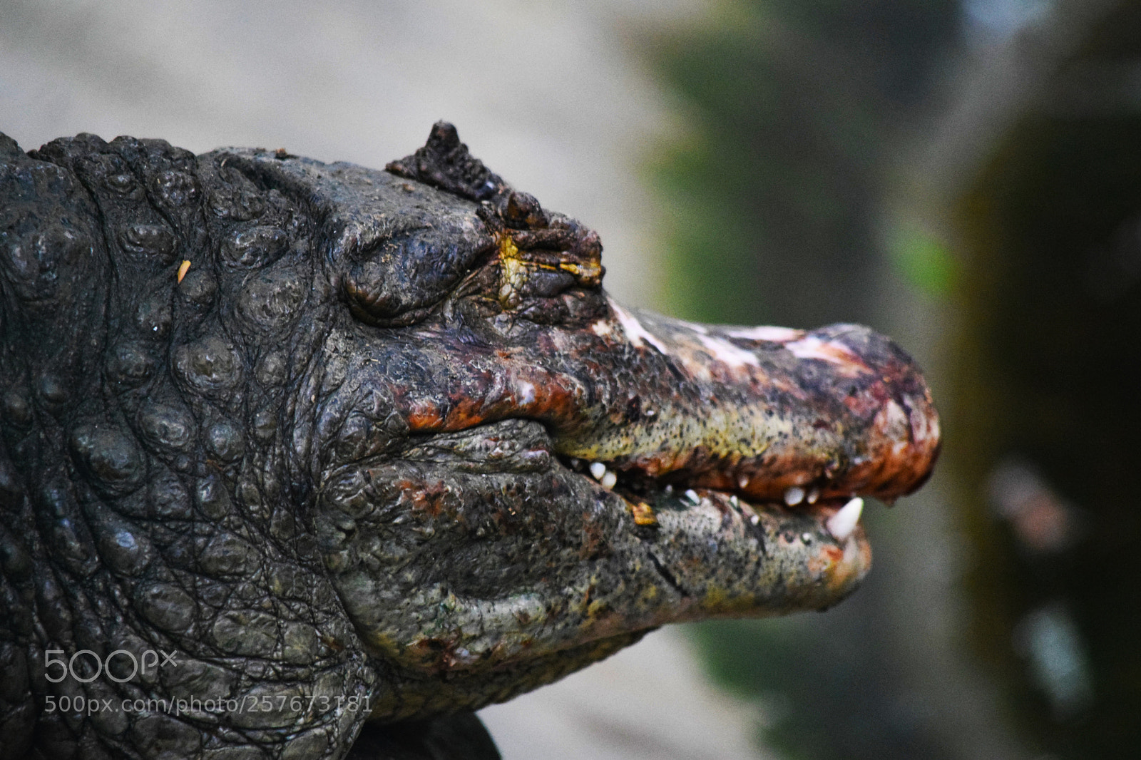 Nikon D5300 sample photo. Croc_snap photography