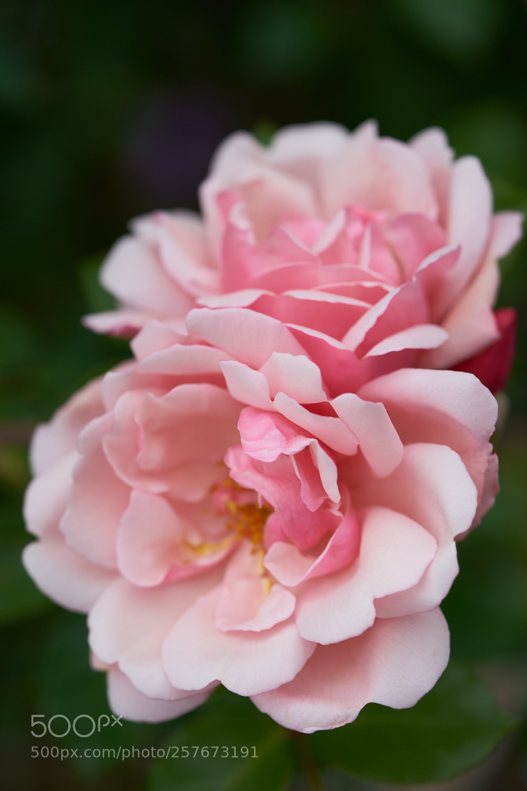 Sony a7 sample photo. Flowers 6596 photography