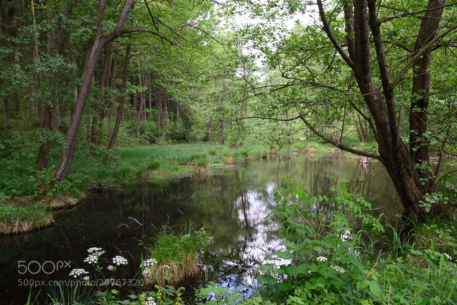 Nikon D5300 sample photo. Der teich photography