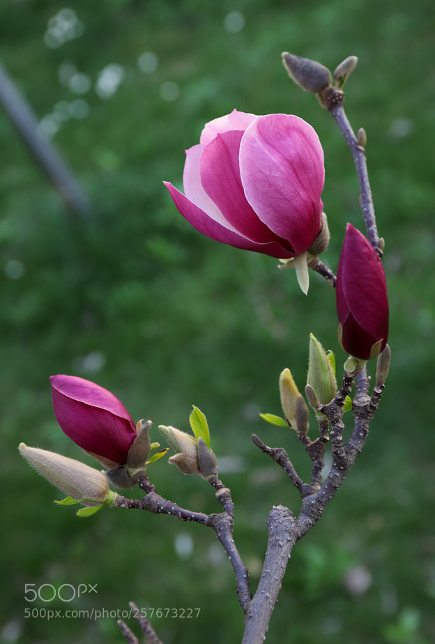 Canon EOS 6D Mark II sample photo. Blooming photography
