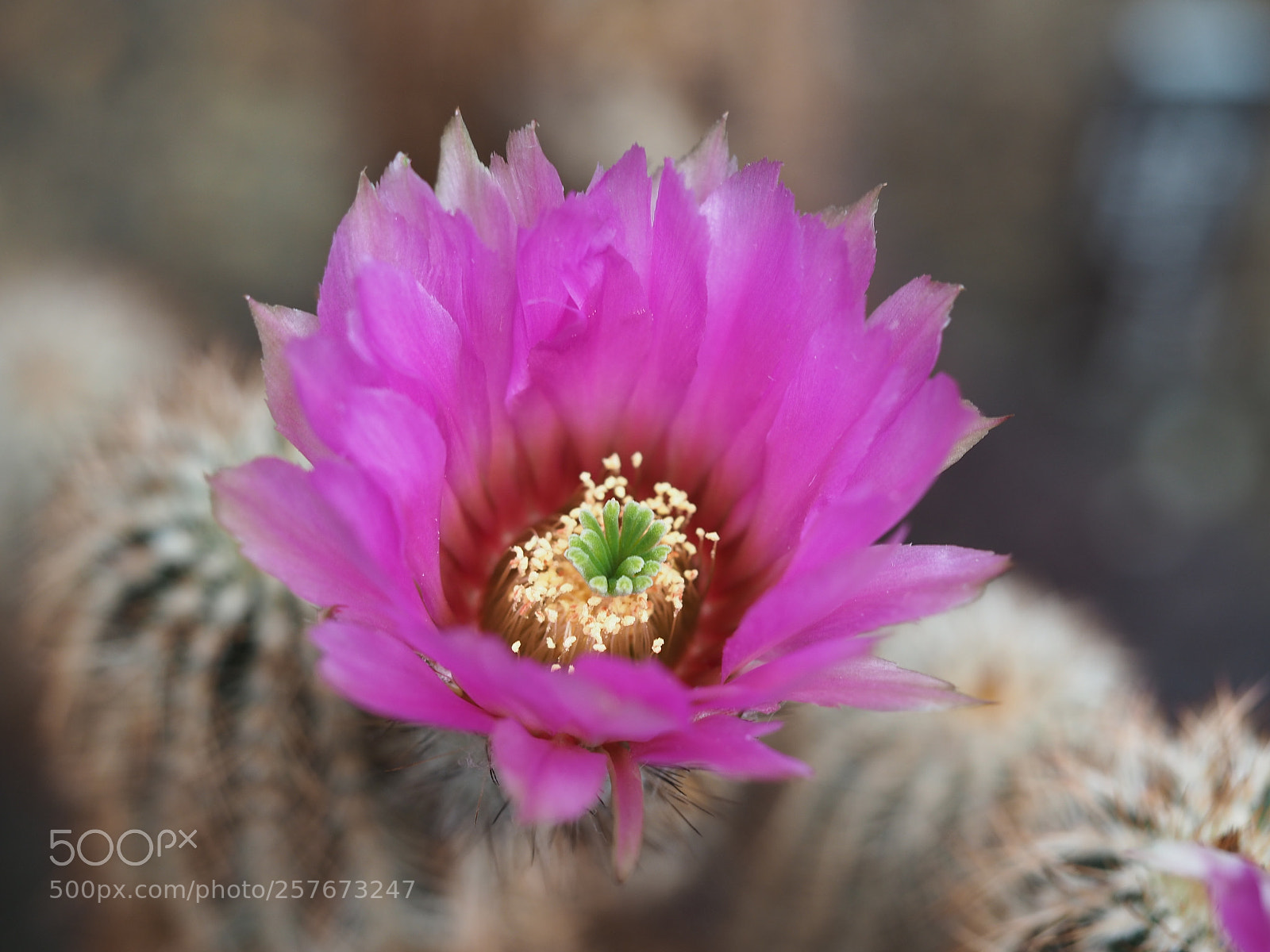 Olympus OM-D E-M5 II sample photo. Cactus blossom photography