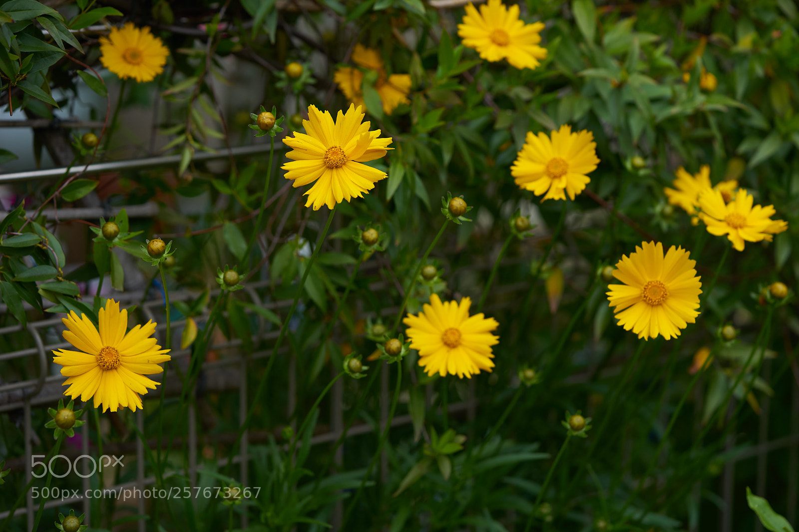 Sony a7 sample photo. Flowers 6597 photography
