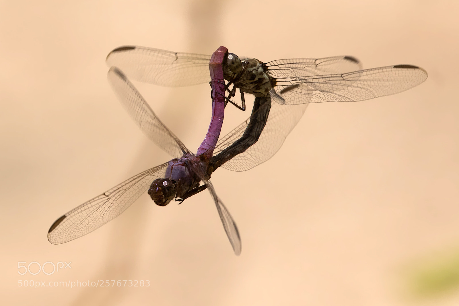Canon EOS 7D Mark II sample photo. Dragonflies mating photography