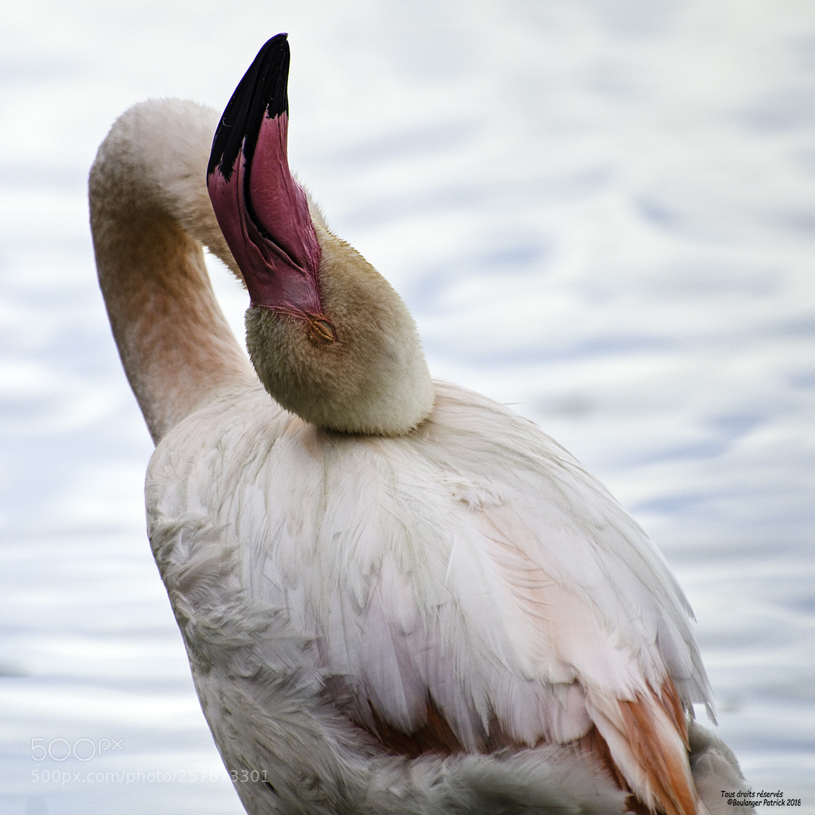 Nikon D7000 sample photo. Flamant photography