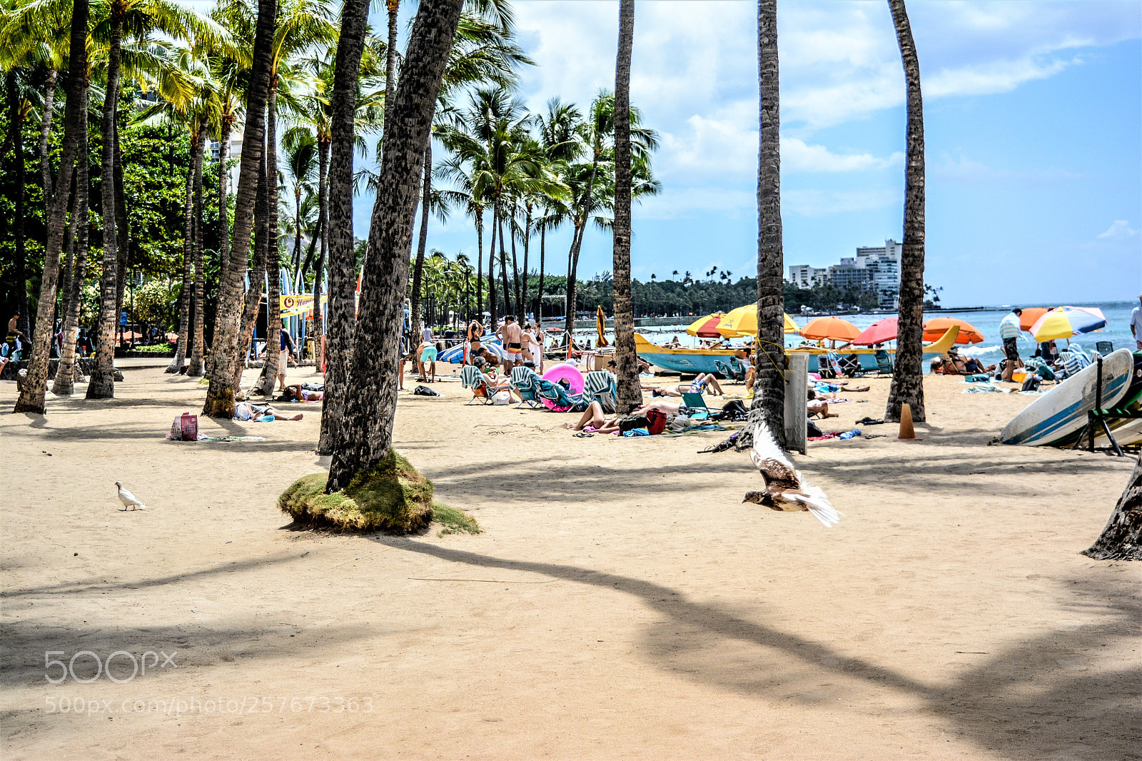 Nikon D5200 sample photo. Hawaii oahu waikiki beach photography