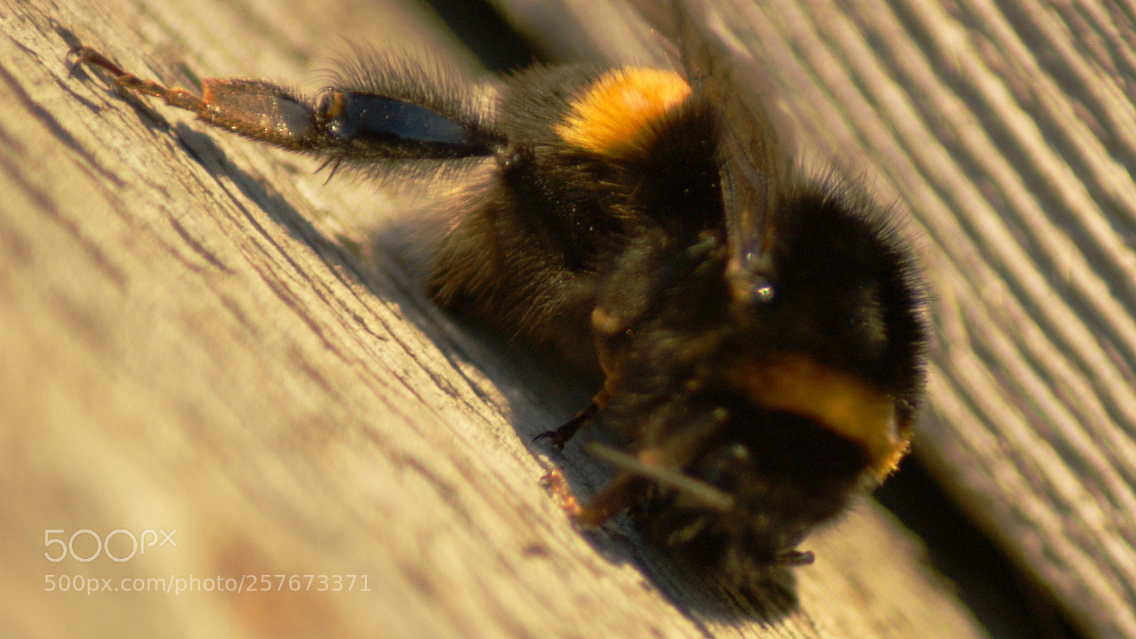 Sony Alpha DSLR-A350 sample photo. Hairy leg photography