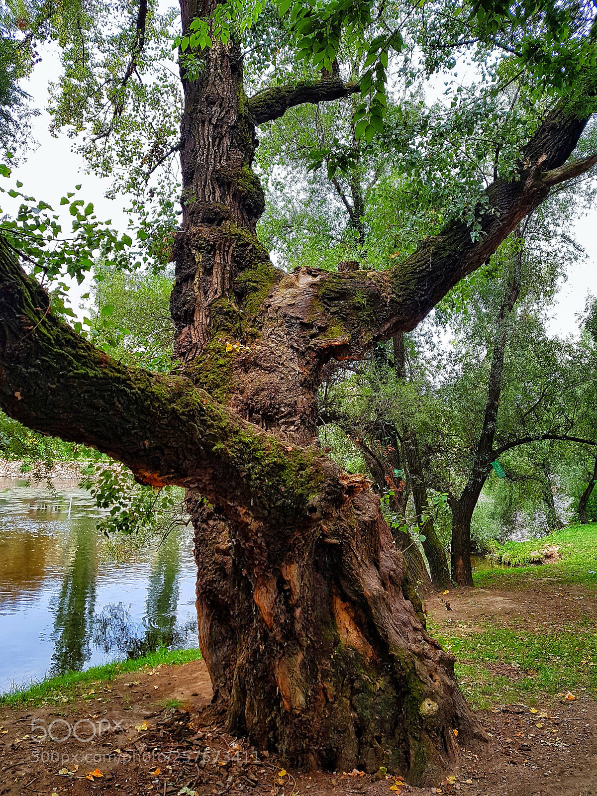 Samsung Galaxy S7 sample photo. Old tree photography