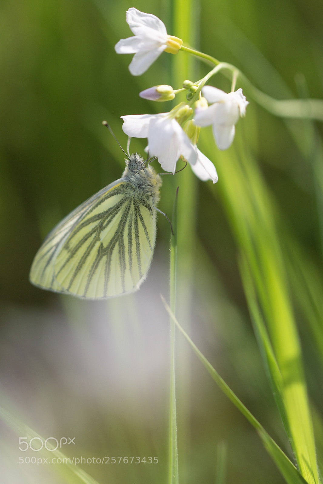 Nikon D7200 sample photo. Green veined white photography