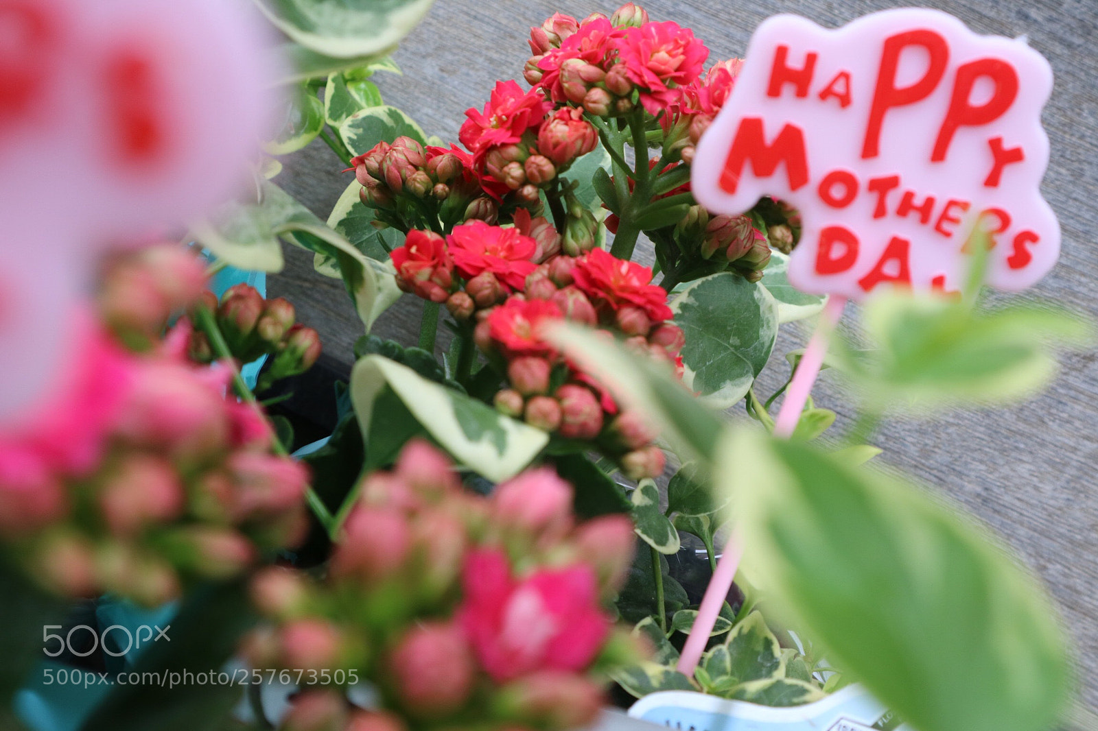 Canon EOS M3 sample photo. Happy mother's day photography