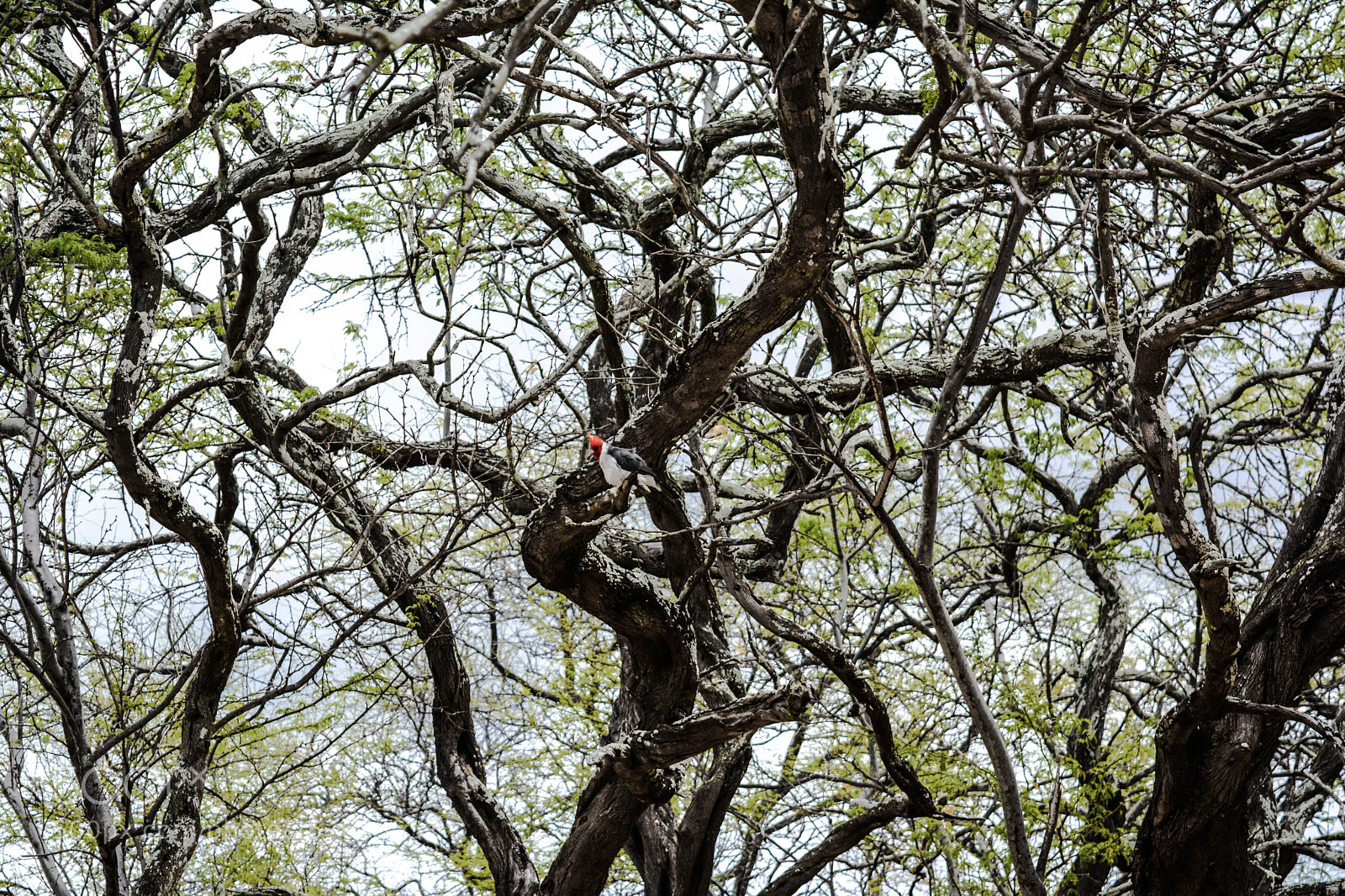 Nikon D5200 sample photo. Hawaii tree bird photography