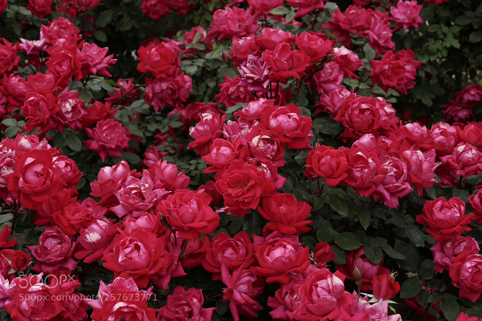 Canon EOS 6D sample photo. Rose garden. photography