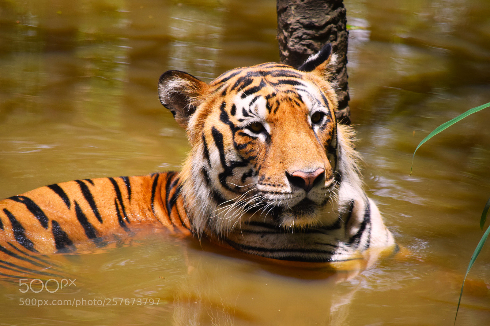 Nikon D5300 sample photo. Striped shot photography