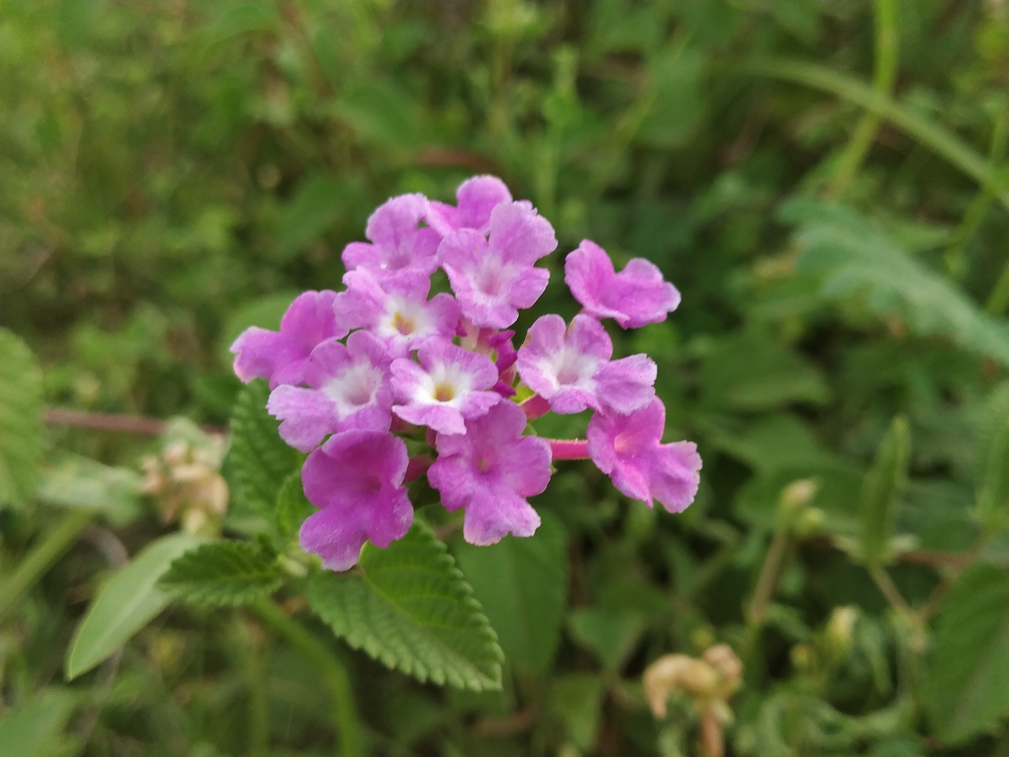 Xiaomi Redmi Note 5 Pro sample photo