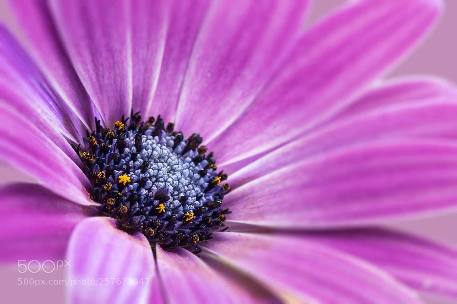 Canon EOS 6D sample photo. Flo 3 photography