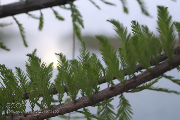 Canon EOS 700D (EOS Rebel T5i / EOS Kiss X7i) sample photo. Photo class fountain shots photography
