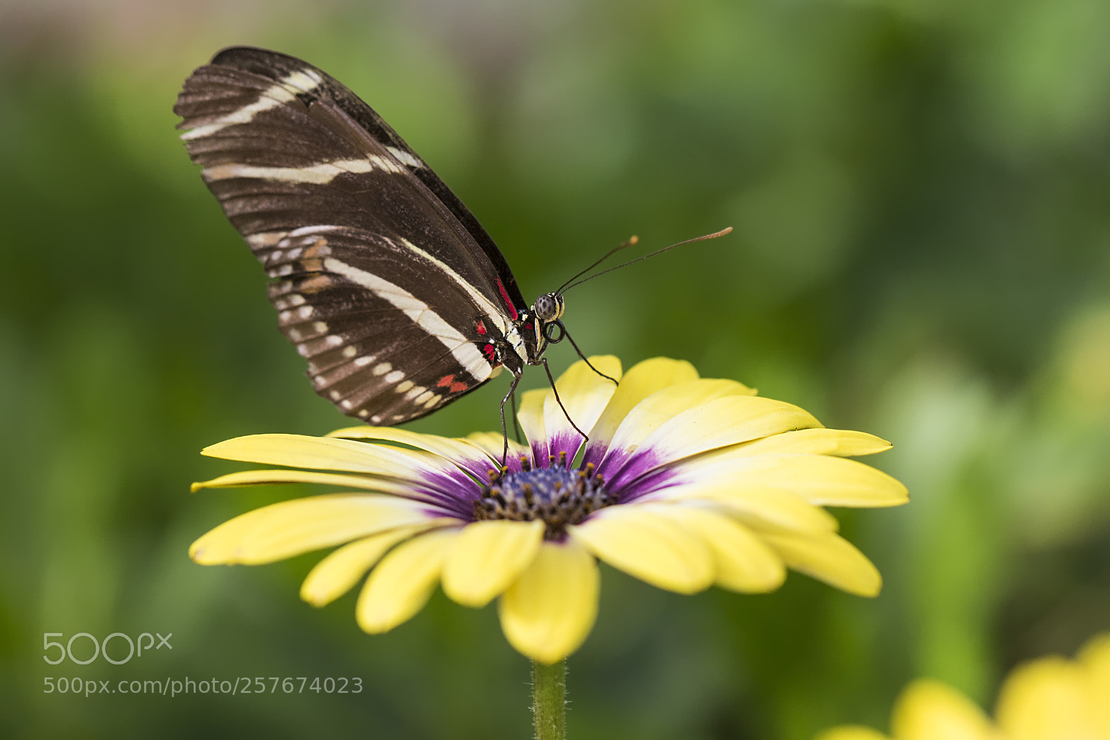 Canon EOS 7D Mark II sample photo. Butterfly on daisy photography