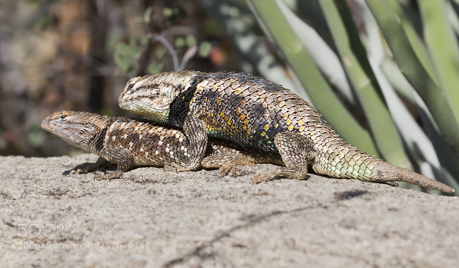 Canon EOS 7D Mark II sample photo. Desert spiny lizards mating photography