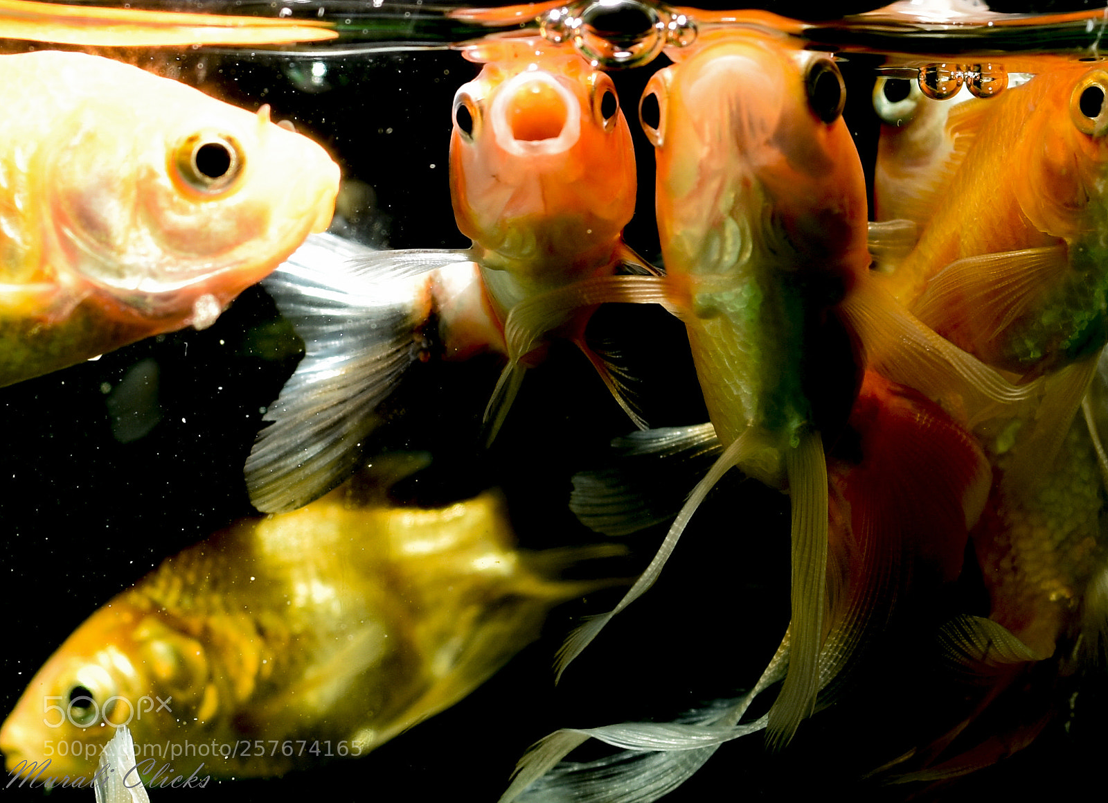 Nikon D7200 sample photo. Fish feeding photography